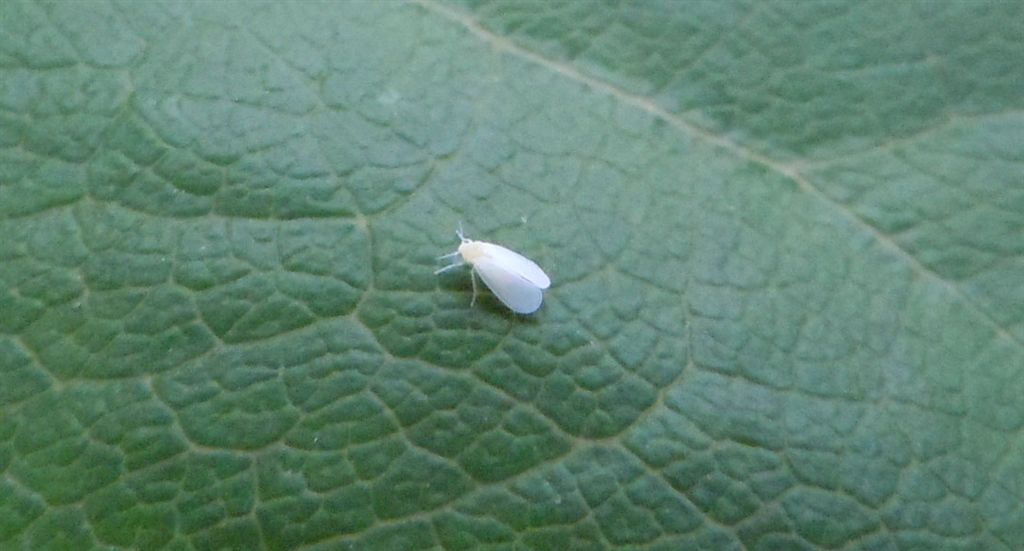 Aleyrodidae? Sì